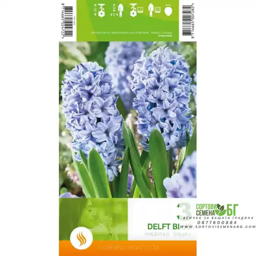 Зюмбюл Делфт Син / Hyacinthus Delft Blue - 3 бр луковици