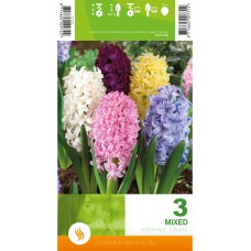 Зюмбюл Микс Hyacinthus Mixed - 3 бр луковици
