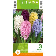 Зюмбюл Микс Hyacinthus Mixed - 3 бр луковици