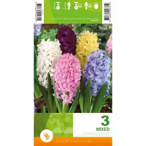Зюмбюл Микс / Hyacinthus Mixed - 3 бр луковици