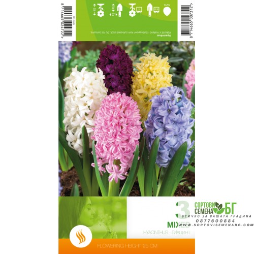Зюмбюл Микс / Hyacinthus Mixed - 3 бр луковици