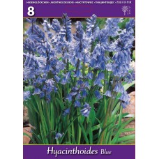 Лъжезюмбюл Синя камбанка Hyacinthoides blue - 8 бр луковици