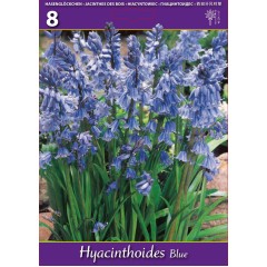 Лъжезюмбюл Синя камбанка Hyacinthoides blue - 8 бр луковици