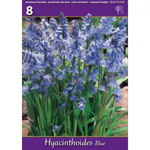 Лъжезюмбюл Синя камбанка / Hyacinthoides blue - 8 бр луковици