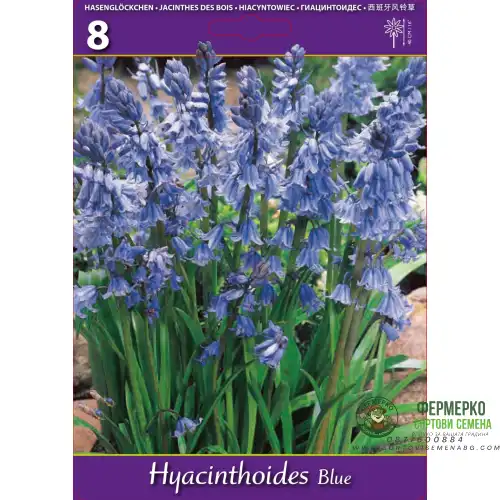 Лъжезюмбюл Синя камбанка / Hyacinthoides blue - 8 бр луковици