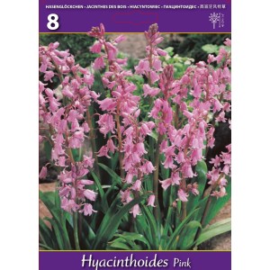 Лъжезюмбюл Розова камбанка / Hyacinthoides pink - 8 бр луковици