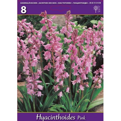 Лъжезюмбюл Розова камбанка / Hyacinthoides pink - 8 бр луковици