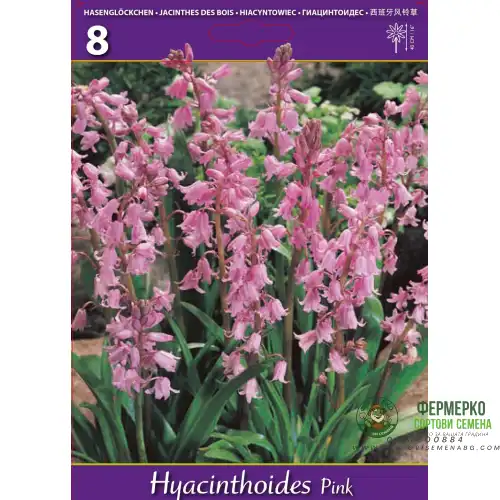 Лъжезюмбюл Розова камбанка / Hyacinthoides pink - 8 бр луковици