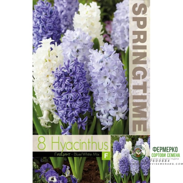 Зюмбюл Синьо Бяло Микс Hyacinthus Blue White Mixed - 8 бр луковици