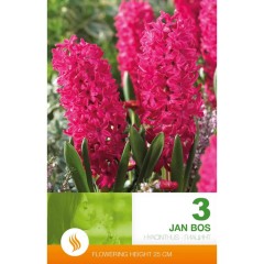 Зюмбюл Ян Бос Hyacinthus Jan Bos - 3 бр луковици