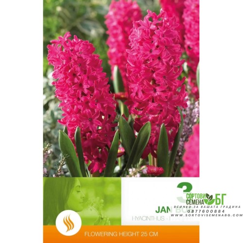 Зюмбюл Ян Бос / Hyacinthus Jan Bos - 3 бр луковици