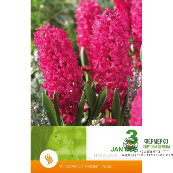 Зюмбюл Ян Бос Hyacinthus Jan Bos - 3 бр луковици