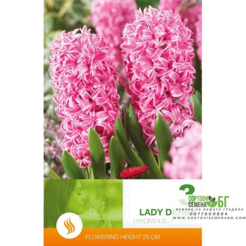 Зюмбюл Лейди Дерби / Hyacinthus Lady Derby - 3 бр луковици