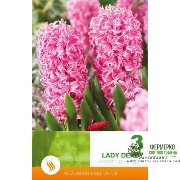 Зюмбюл Лейди Дерби Hyacinthus Lady Derby - 3 бр луковици