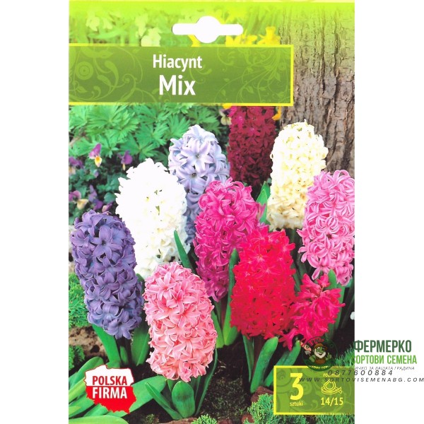 Зюмбюл Източен Микс Hyacinthus orientalis Mixed - 3 бр луковици