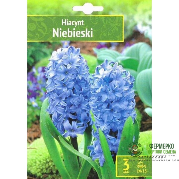Зюмбюл Източен Небесен Hyacinthus Niebieski - 3 бр луковици