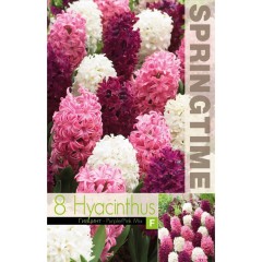 Зюмбюл Лилаво Розово Микс Hyacinthus Purple Pink Mixed - 8 бр луковици