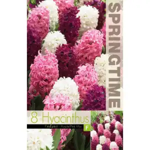 Зюмбюл Лилаво/Розово Микс / Hyacinthus Purple/Pink Mixed - 8 бр луковици