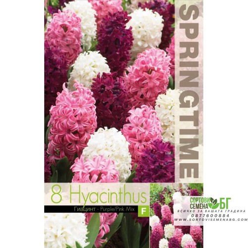 Зюмбюл Лилаво/Розово Микс / Hyacinthus Purple/Pink Mixed - 8 бр луковици