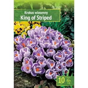 Минзухар Краля на райетата / King of the striped - 10 бр луковици