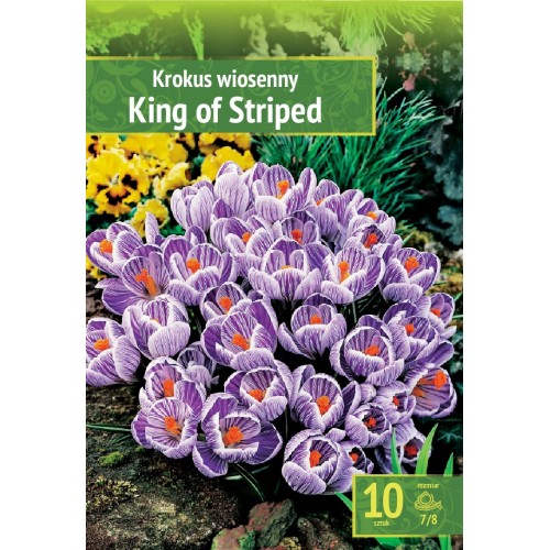 Минзухар Краля на райетата / King of the striped - 10 бр луковици