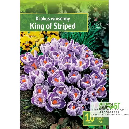 Минзухар Краля на райетата / King of the striped - 10 бр луковици Минзухар Краля на райетата / King of the striped - 10 бр луковици