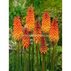 Книфофия Алказар Kniphofia Alcazar - 1 бр луковица