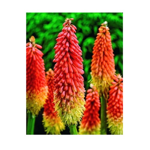Книфофия Алказар / Kniphofia Alcazar - 1 бр луковица