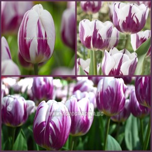 Лале Пламтящо знаме / Tulipa flaming flag - 5 бр луковици