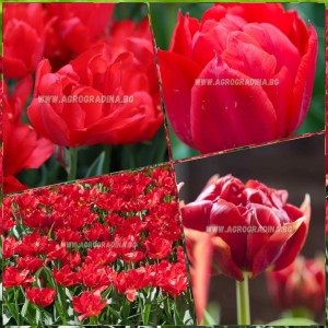 Лале Абба / Tulipa Abba - 5 бр луковици