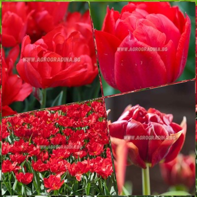 Лале Абба / Tulipa Abba - 5 бр луковици