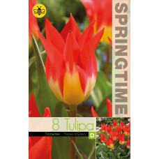 Лале Пламъци мистерия Tulipa flames mystery - 8 бр луковици