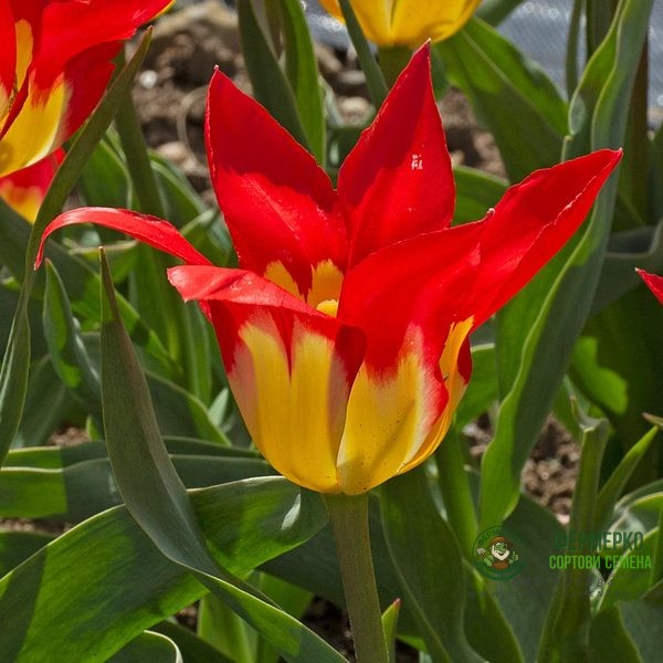 Лале Пламъци мистерия Tulipa flames mystery - 8 бр луковици