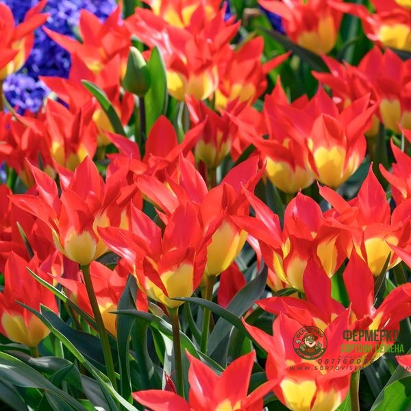 Лале Пламъци мистерия Tulipa flames mystery - 8 бр луковици