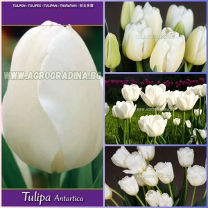 Лале Антарктика / Tulipa Antarctica - 5 бр луковици