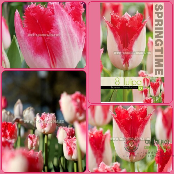 Лале Сладък рай Tulipa sweet paradise - 8 бр луковици Лале Сладък рай Tulipa sweet paradise - 8 бр луковици