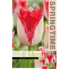 Лале Сладък рай Tulipa sweet paradise - 8 бр луковици