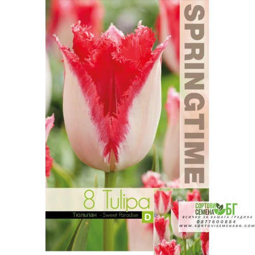 Лале Сладък рай / Tulipa sweet paradise - 8 бр луковици