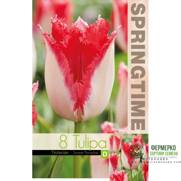 Лале Сладък рай Tulipa sweet paradise - 8 бр луковици