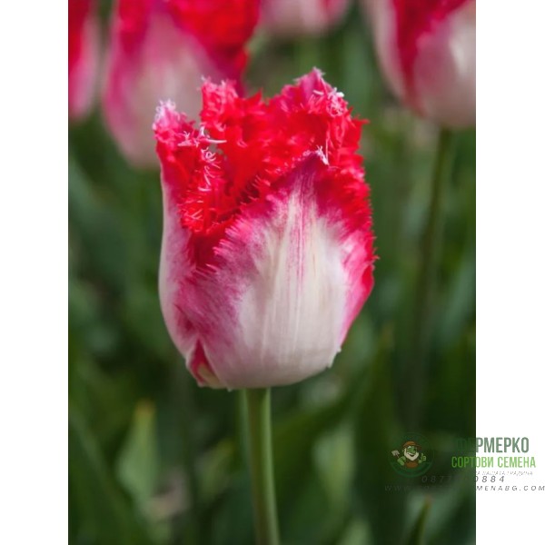 Лале Сладък рай Tulipa sweet paradise - 8 бр луковици Лале Сладък рай Tulipa sweet paradise - 8 бр луковици