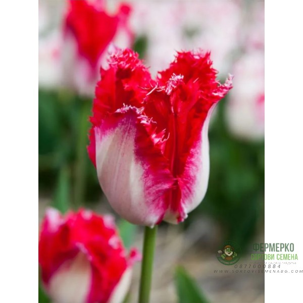 Лале Сладък рай Tulipa sweet paradise - 8 бр луковици Лале Сладък рай Tulipa sweet paradise - 8 бр луковици