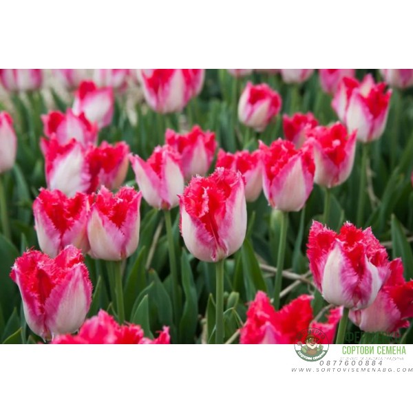 Лале Сладък рай Tulipa sweet paradise - 8 бр луковици Лале Сладък рай Tulipa sweet paradise - 8 бр луковици