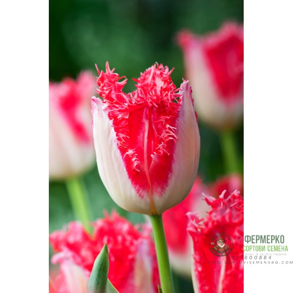 Лале Сладък рай Tulipa sweet paradise - 8 бр луковици Лале Сладък рай Tulipa sweet paradise - 8 бр луковици