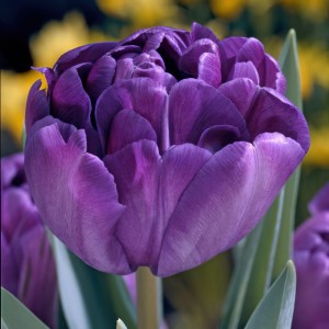 Лале Син диамант / Tulipa Blue diamond - 5 бр луковици