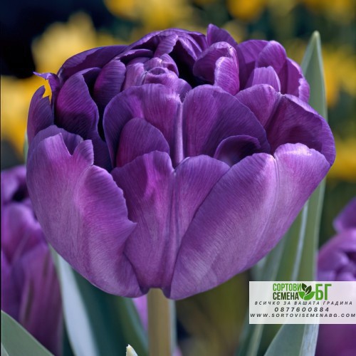Лале Син диамант / Tulipa Blue diamond - 5 бр луковици