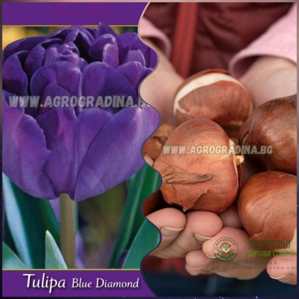 Лале Син диамант Tulipa Blue diamond - 5 бр луковици