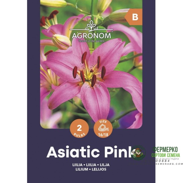 Лилиум Розов Lilium Asiatic Pink - 2 бр луковици