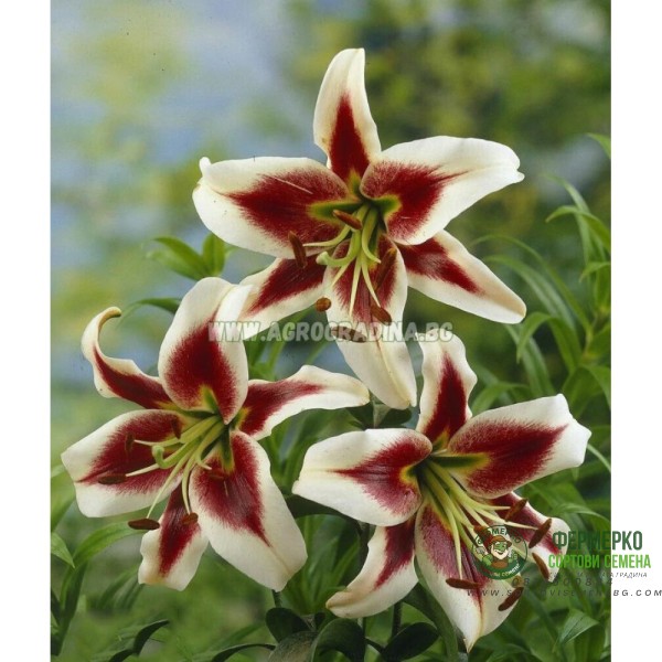 Лилиум Мечтата на Бевърли Lilium Beverly dream - 1 бр луковица