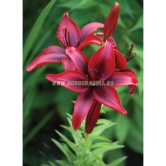 Лилиум Black Out Lilium L - 2 бр луковици