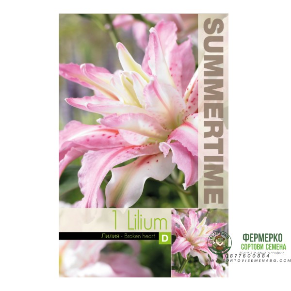 Лилиум Разбито сърце Lilium Broken heart - 1 бр луковица